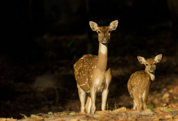 deer